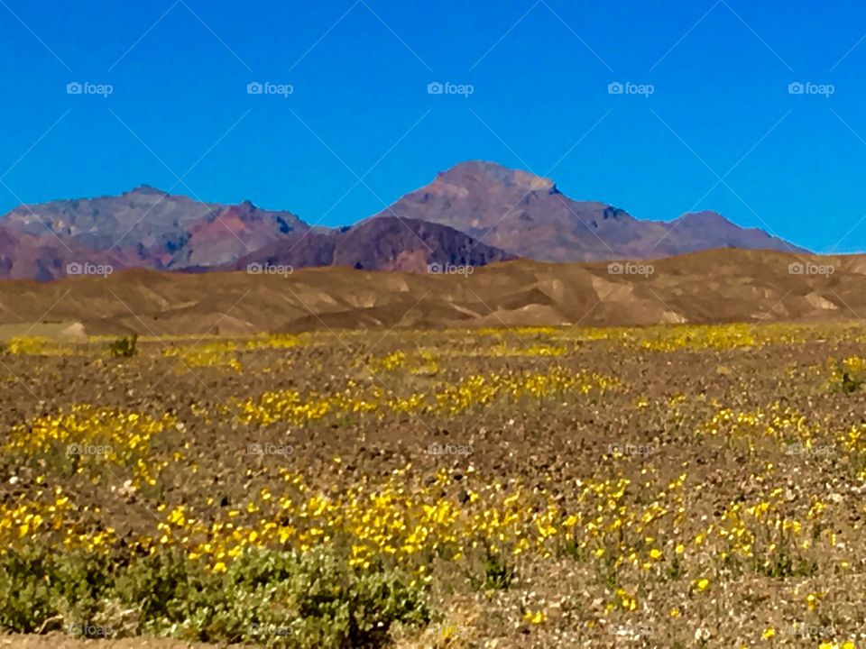 Yellow desert