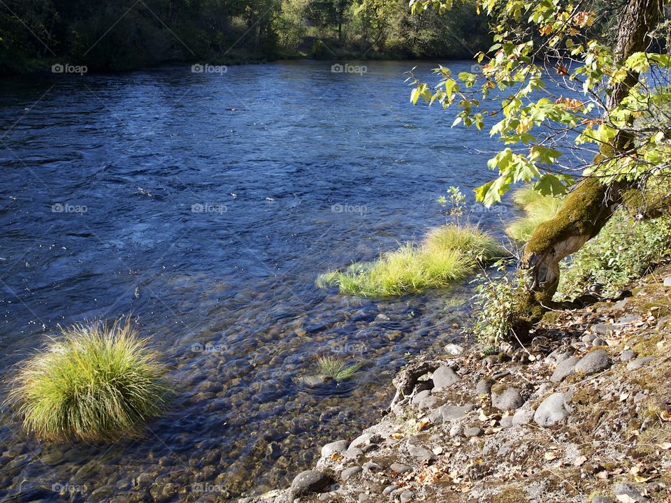 A beautiful river flows through the forests of Western Oregon with smooth rocks and maple trees on its banks on a sunny fall day. 