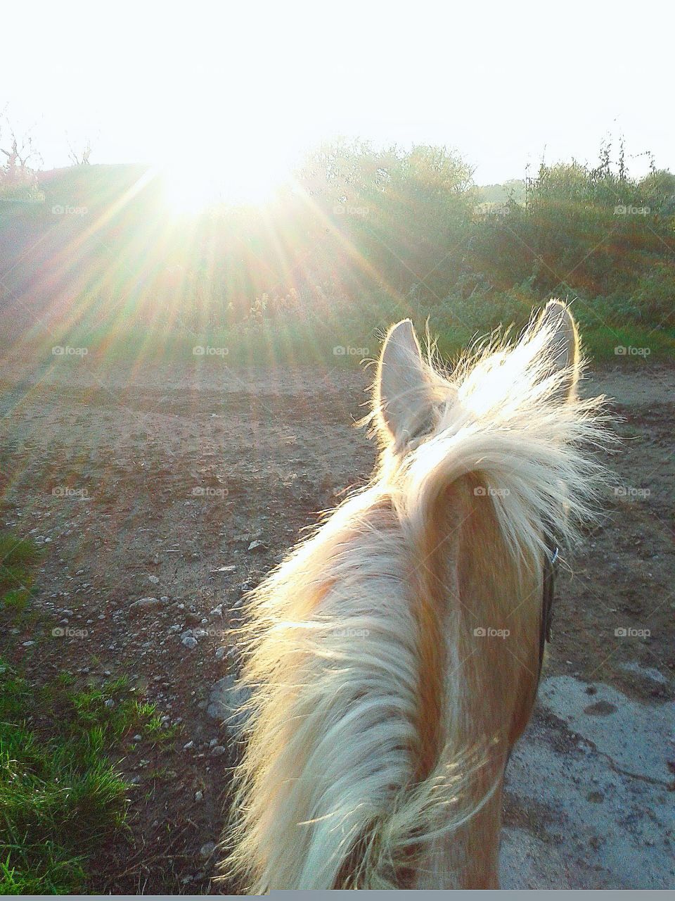 Sunbeam over the horse's head