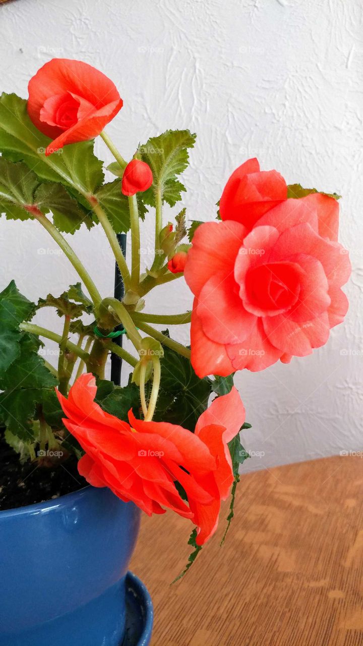Simple splendor of a beautiful Begonia brightens any room.
