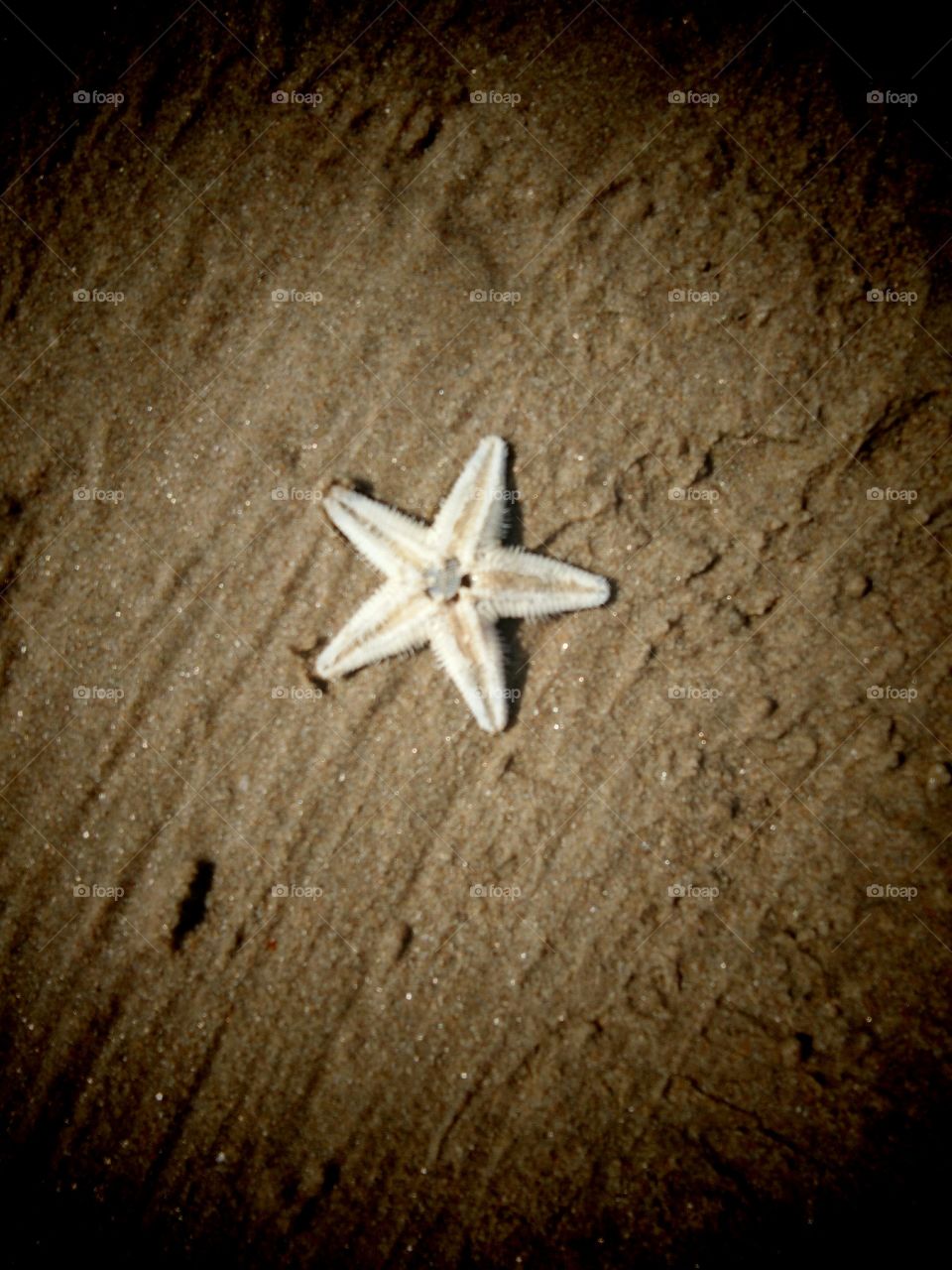 Beautiful Starfish on the beach