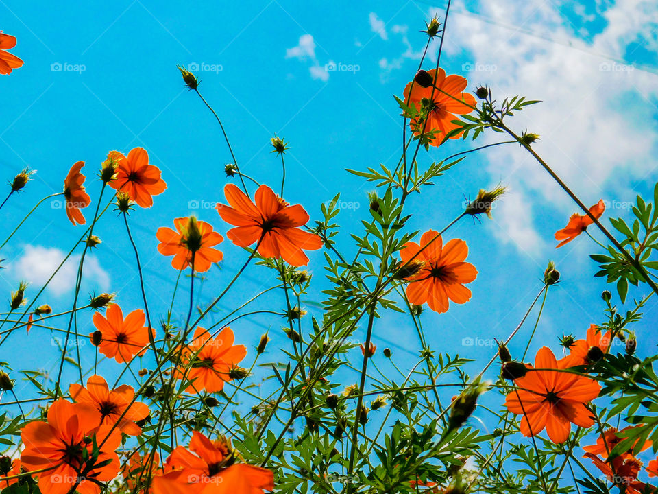 Flowers in Nature -Cosmos sulphureus is also known as sulfur cosmos and yellow cosmos. It is native to Mexico, Central America, and northern South America, and naturalized in other parts of North and South America as well as in Europe, Asia.