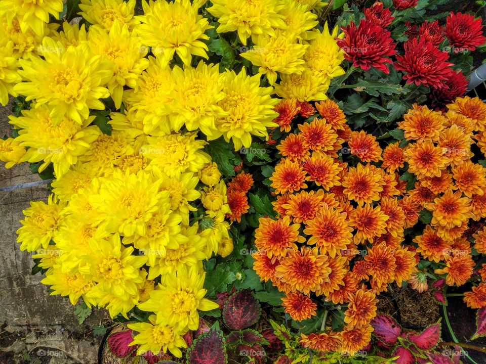 colourfull chrysanthemum
