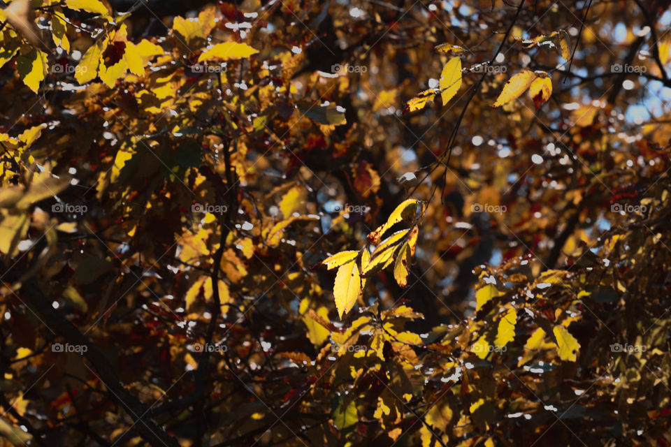 yellow leaves in the sun