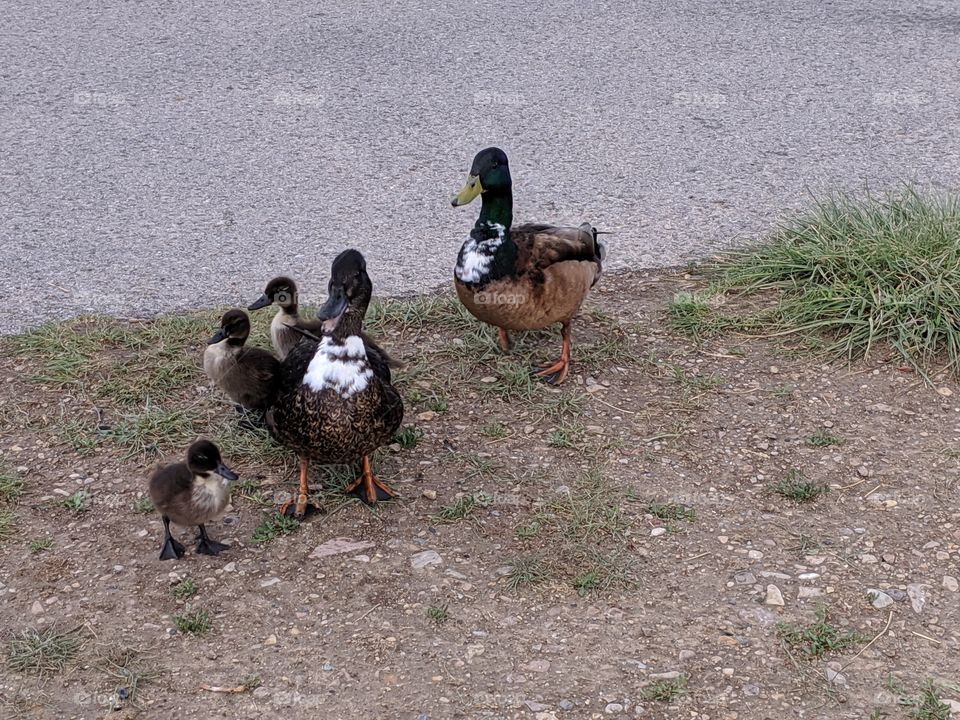 A Lake in Utah with Mommy Duck and Daddy Duck and Baby Ducklings ©️ Copyright CM Photography