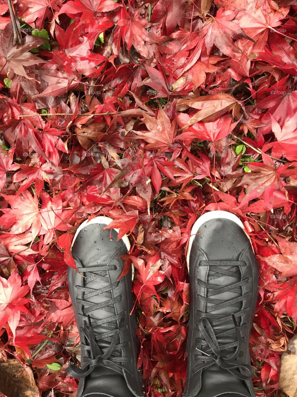 Outono. Folhas vermelhas. 