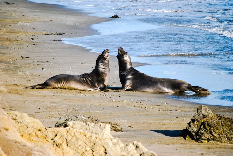 Seal on beach