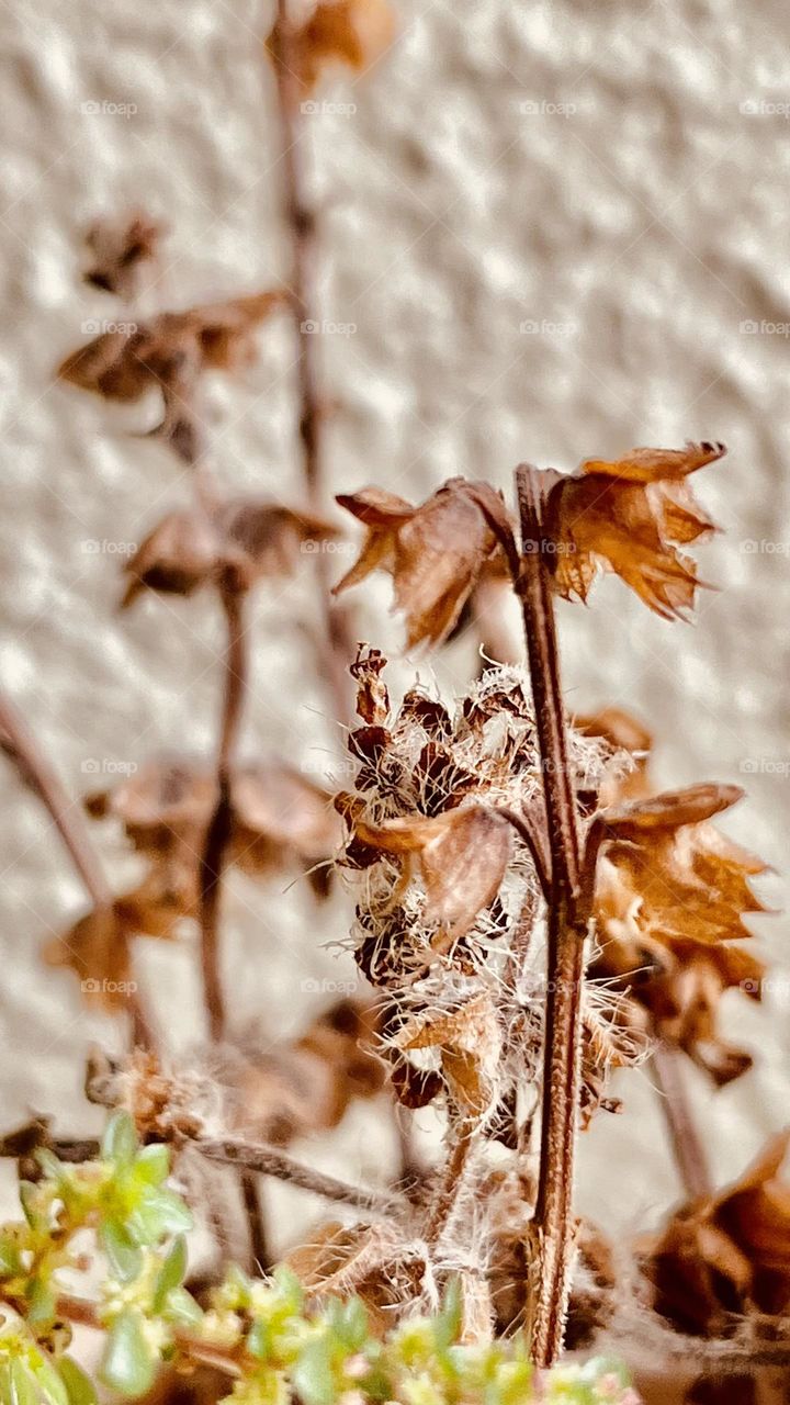 Dried plant