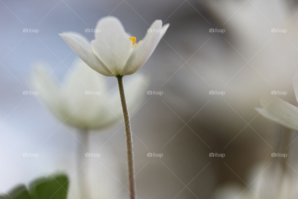White flower blooming in spring