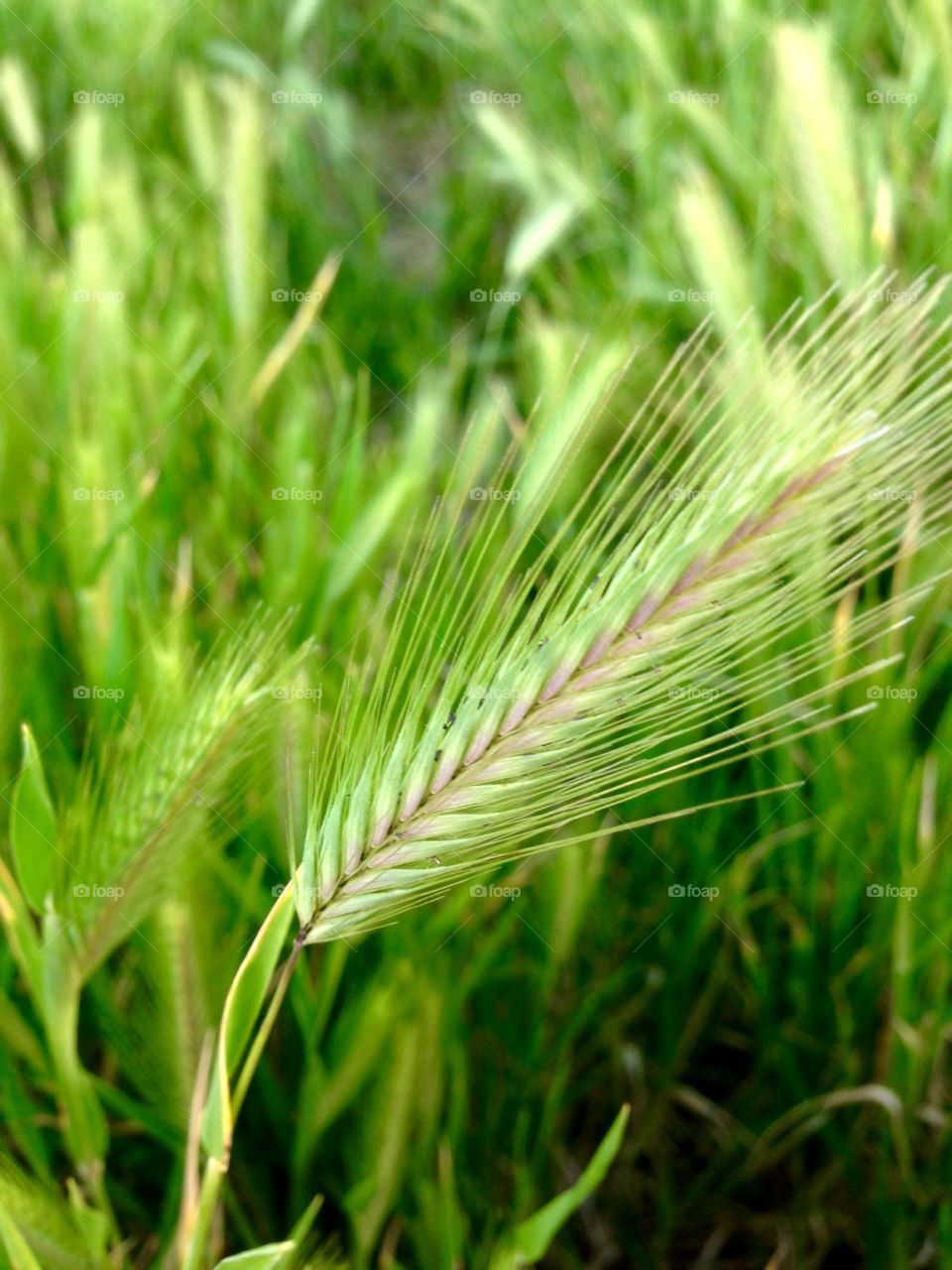 Beautiful Weeds

Published by:
HappyBrownMonkey 