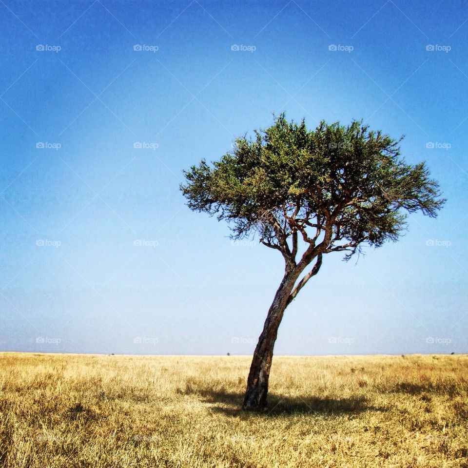 Lone tree