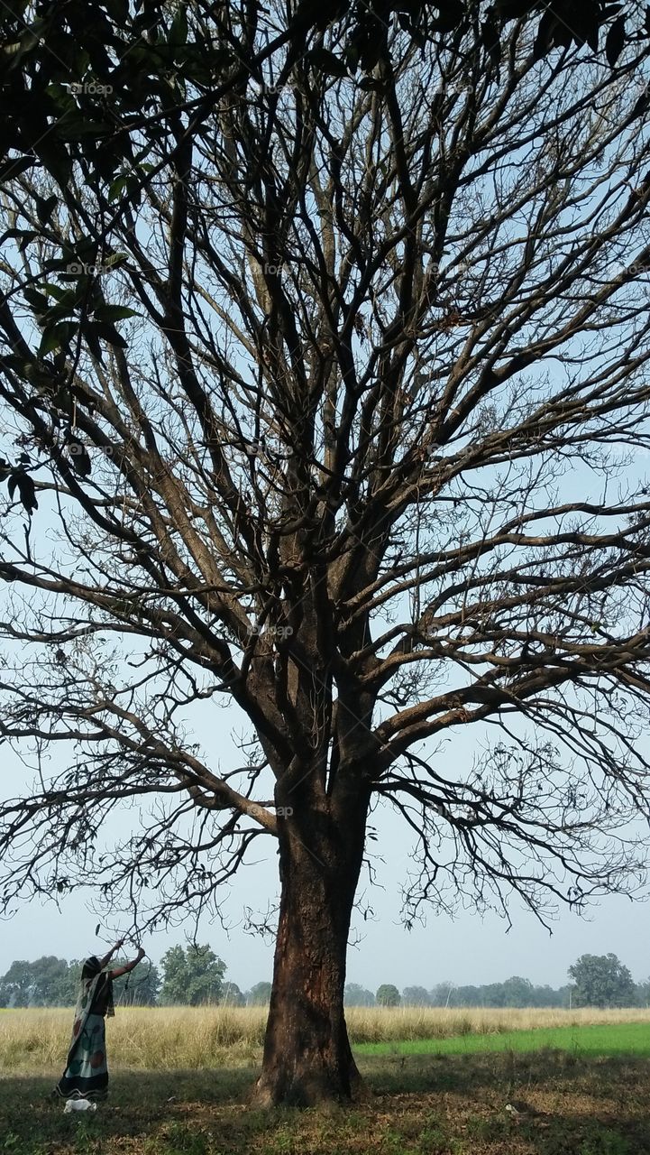 Dry tree wood broken woman