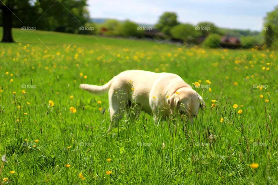 Labrador in spring 