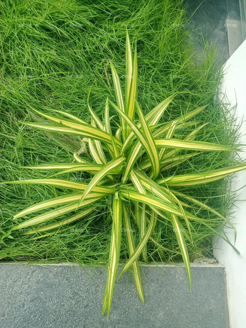 Ravarma VanguvO / Chlorophytum comosum / Evergreen perennial flowering plant /Asparagaceae / Yellow & Green Leafs