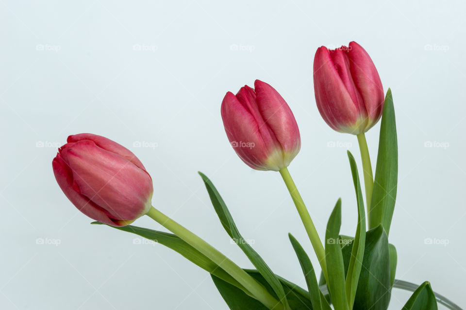 three pink tulips