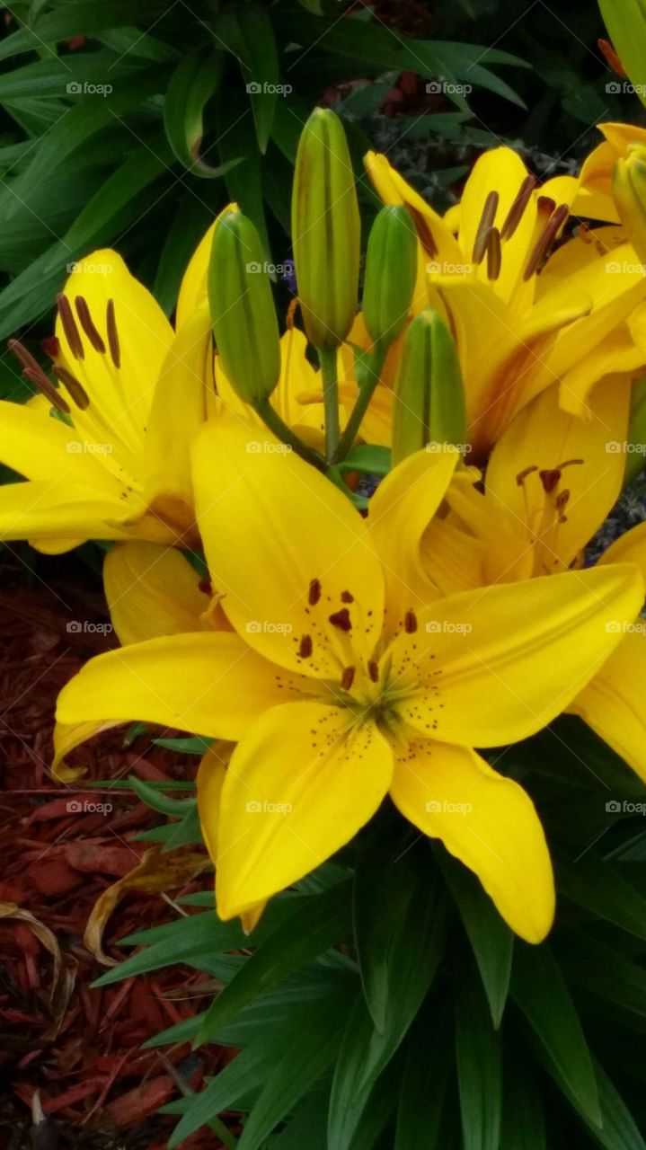 High angle view of yellow lily