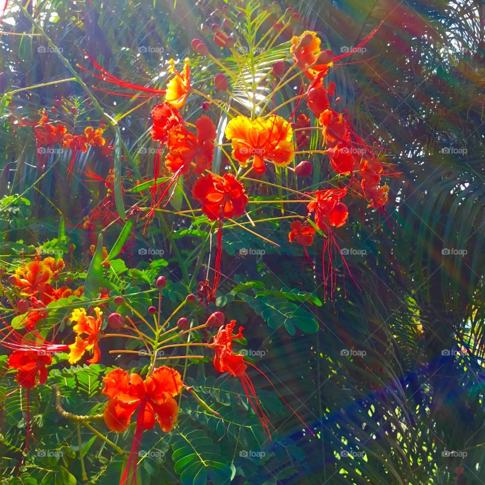 Flowers with sunstreak