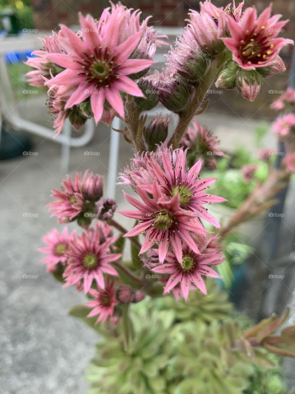 Pink flowers blooming on succulent plant 