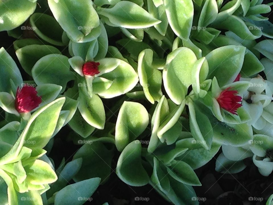 Pretty ground cover 