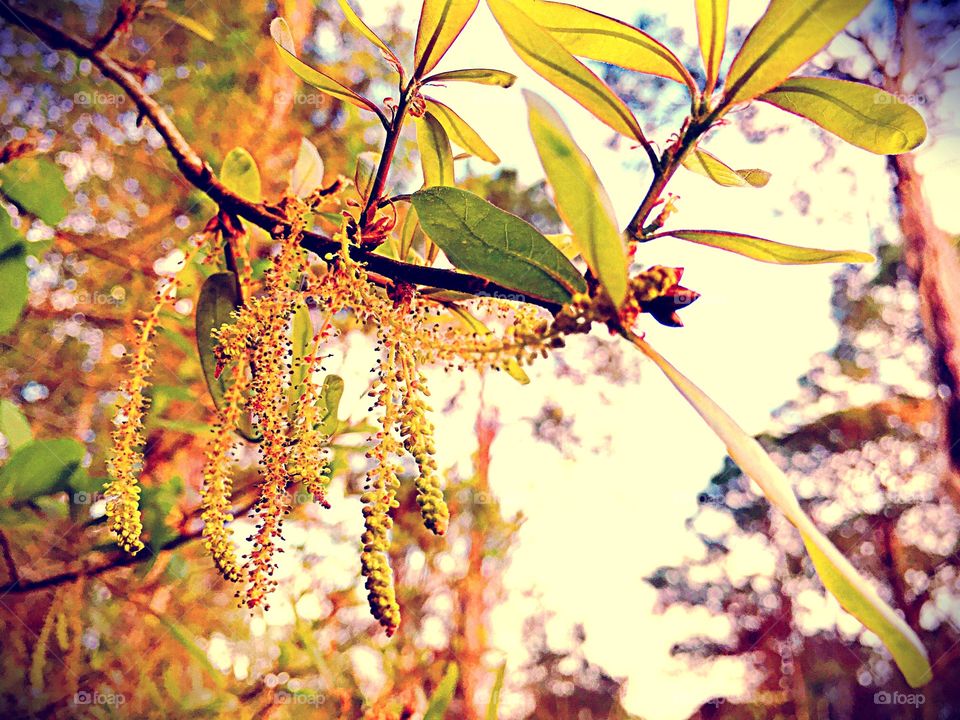 Budding oak tree