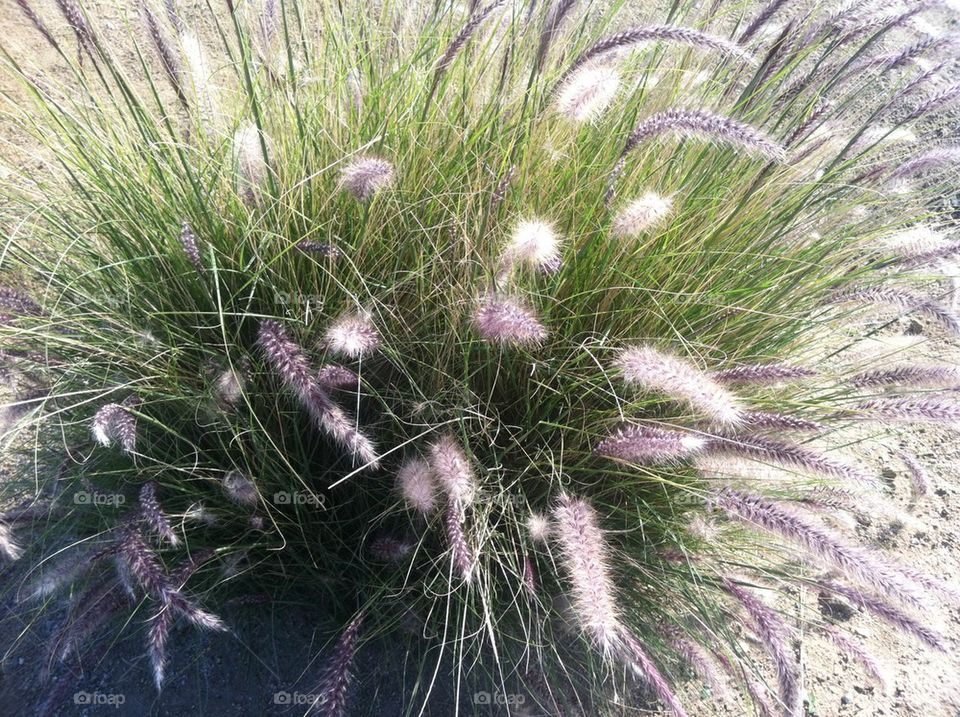 Purple grass