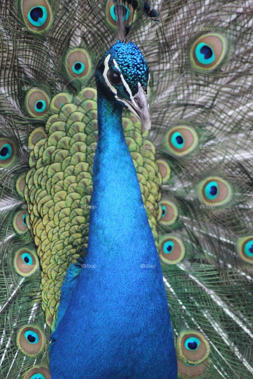 peacock