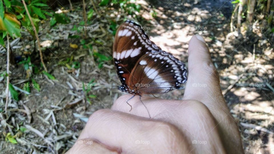 Butterfly perched on the skin of the hand
