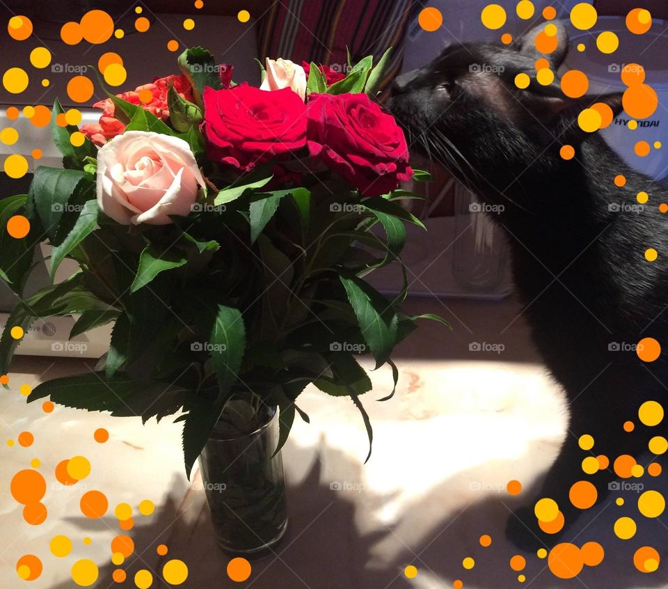 Cats loving flowers