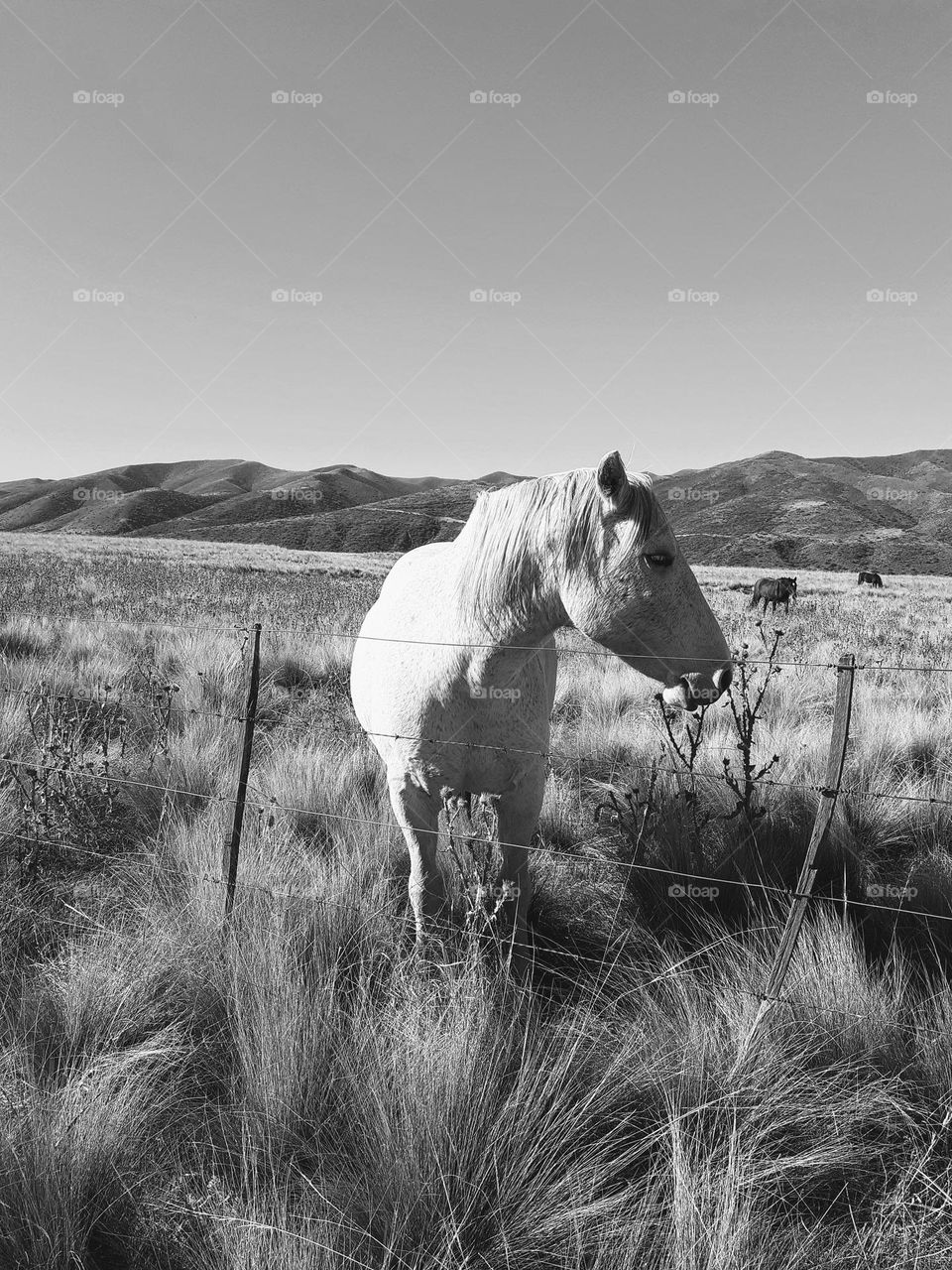 pradera en blanco y negro