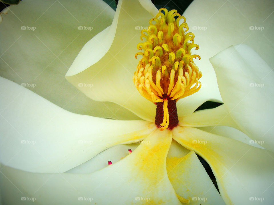 Close up view of a blooming Southern magnolia flower.