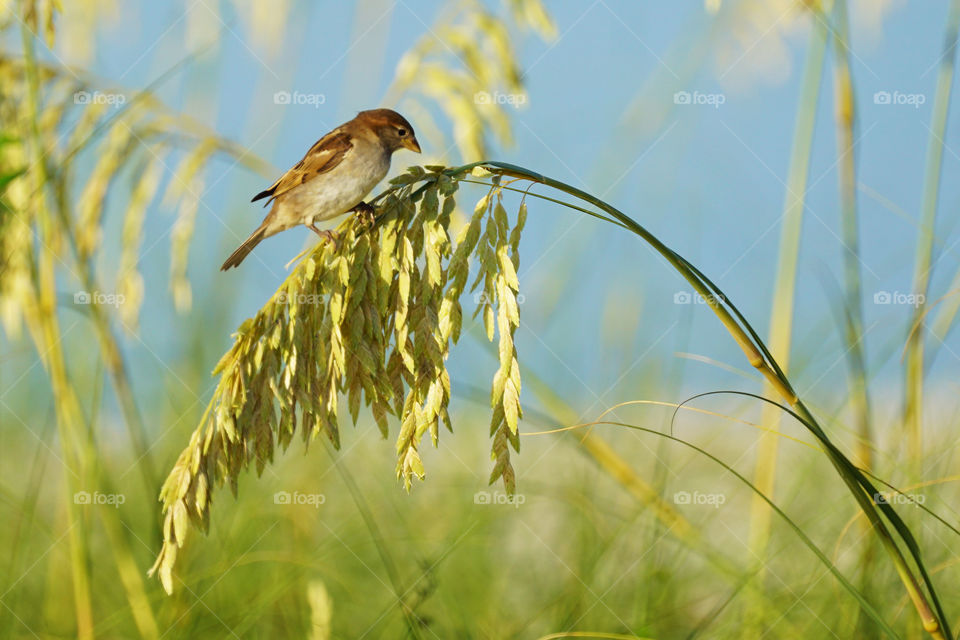 Bird perched on sea oats