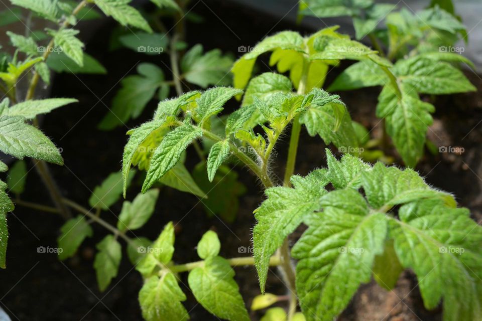 Leaf, No Person, Nature, Flora, Garden