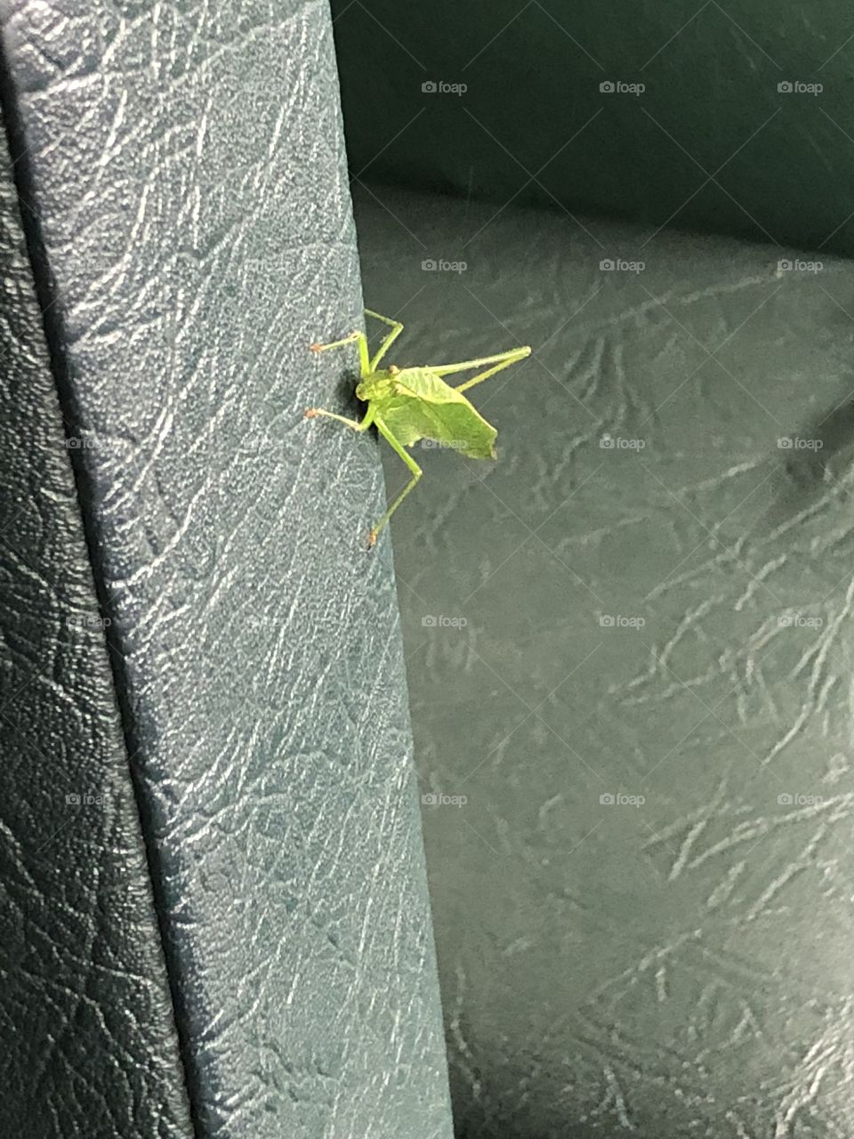 Insect on Seat