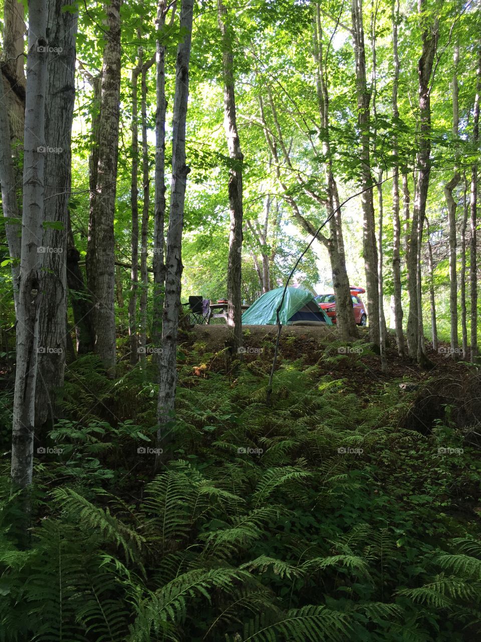 Camping at Whycocomagh Provincial Park, Cape Breton! Lush, green forest! Nature at its finest! 