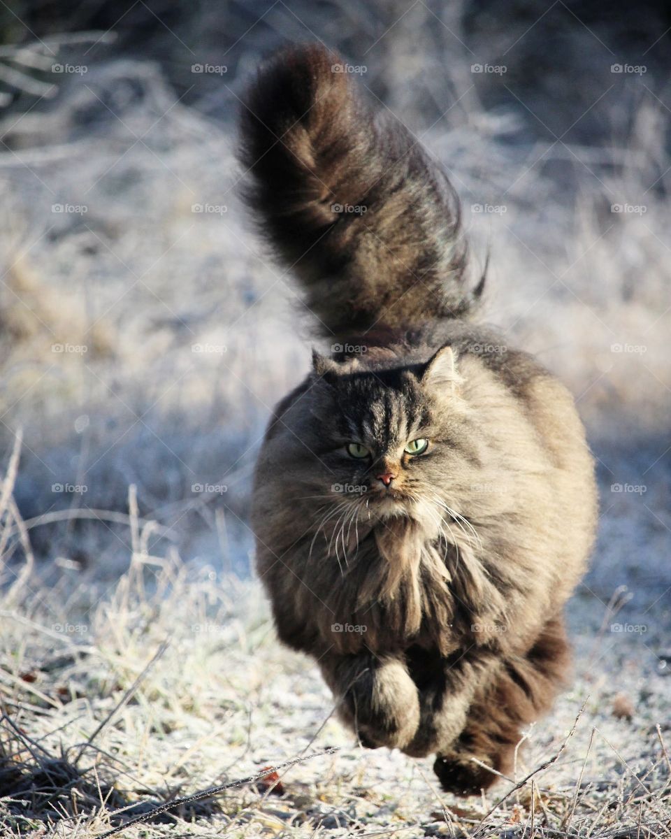 Winter cat