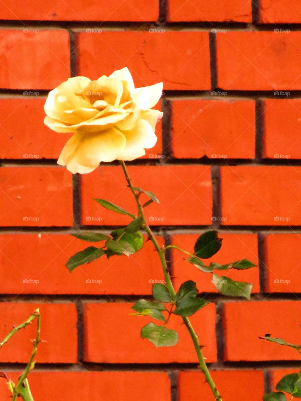 urban rose