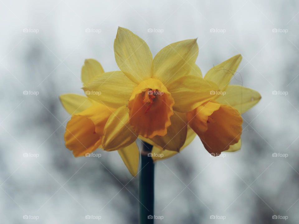 Three daffodil blossoms on one stem