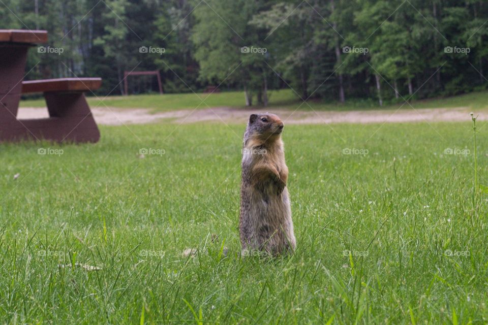 Groundhog prairie dog, squirrel wild in Canada's Rocky Mountain meadowland near Banff Alberta 