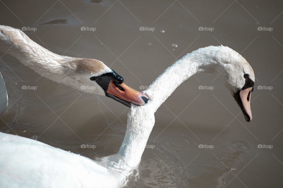 Fighting Swan