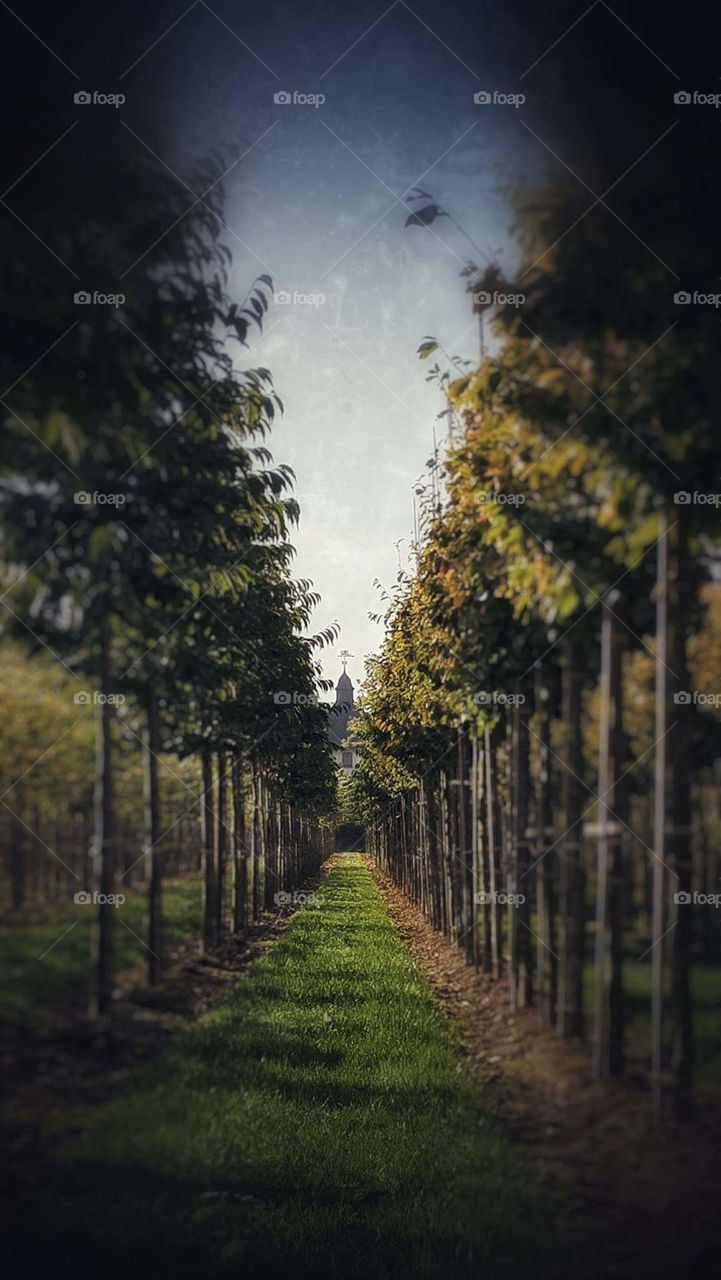 caminho de árvores tree