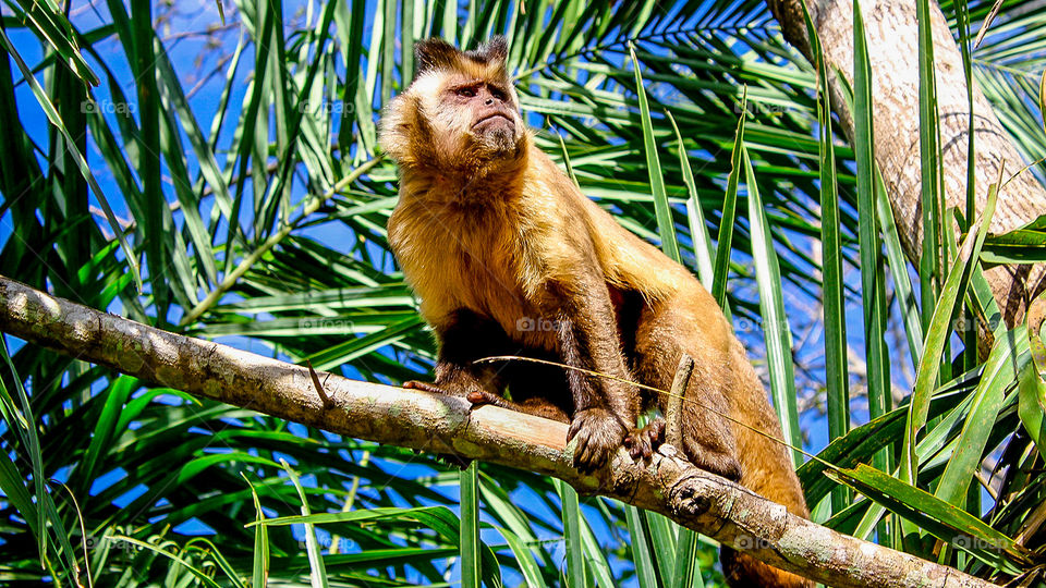 Macaco Prego @ Bonito, Brasil