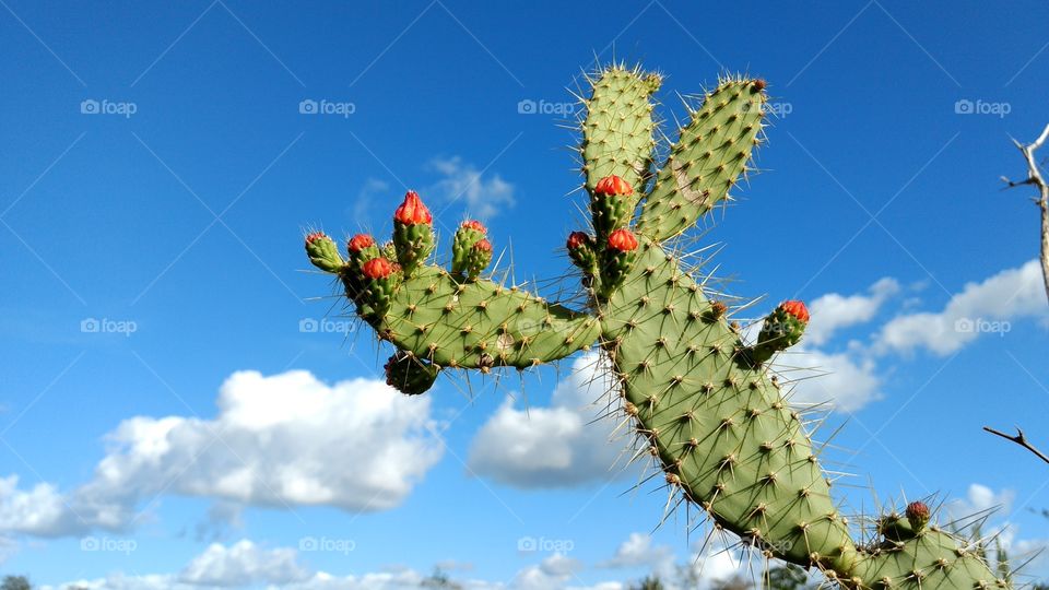 Palmatória Cactus Mandacaru