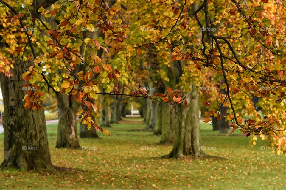 Fall, Leaf, Tree, Nature, No Person