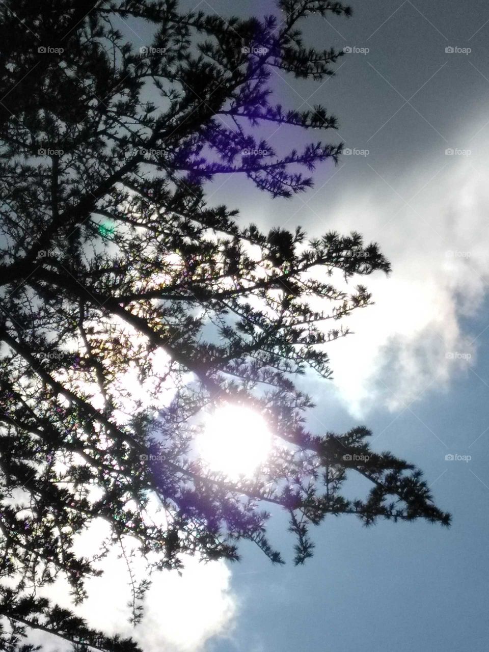 Sun Shining Through Branches