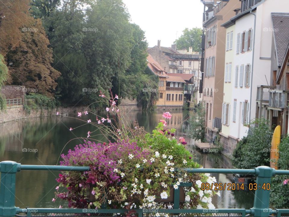 Flowers over canal