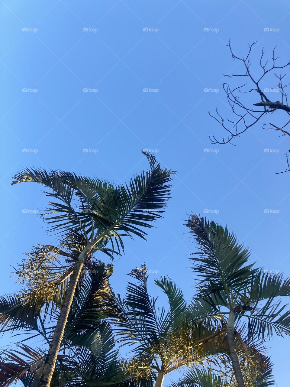 🌄🇺🇸 An extremely beautiful dawn in Jundiaí, interior of Brazil. Cheer the nature! / 🇧🇷 Um amanhecer extremamente bonito em Jundiaí, interior do Brasil. Viva a natureza! 
