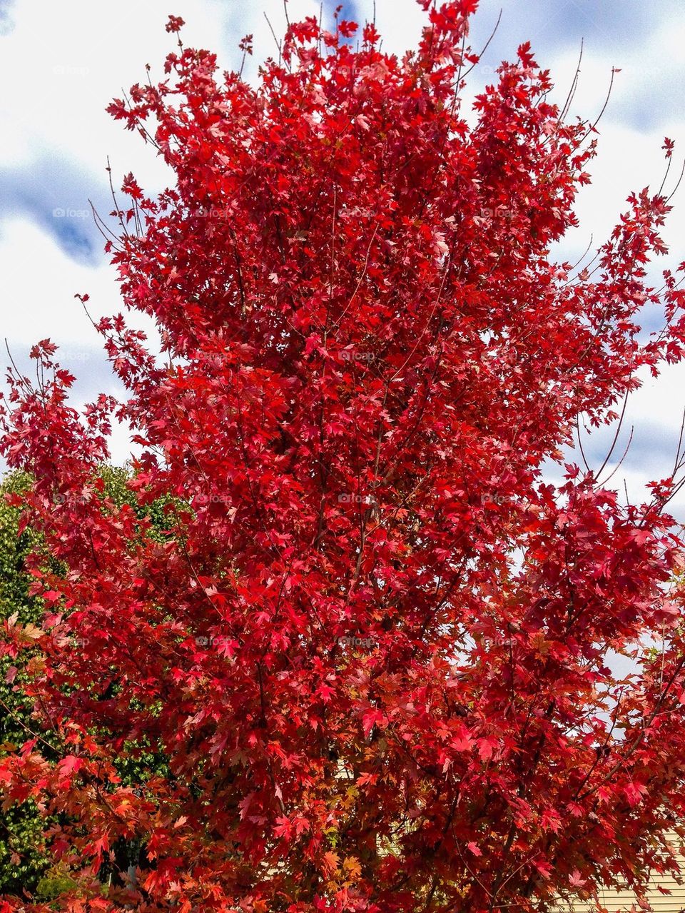 Fall leaves