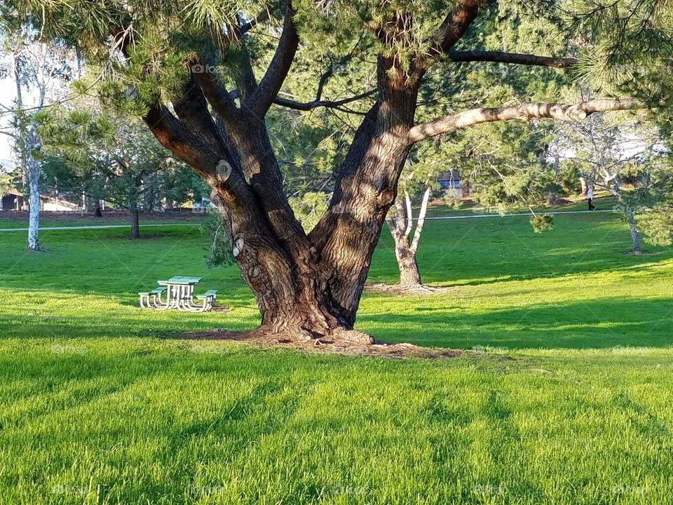 Local park