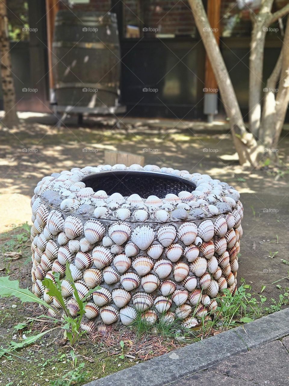 shells are not only in the sea