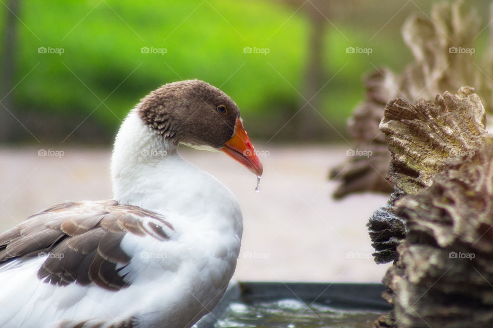 Nature, Bird, Duck, No Person, Outdoors